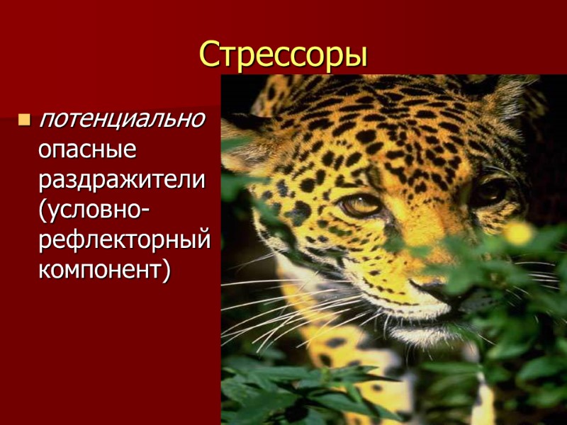 Стрессоры потенциально опасные раздражители (условно-рефлекторный компонент)